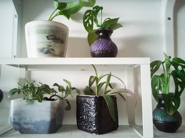 Πράσινες Γλάστρες Στο Σπίτι Πράσινο Φυτό Shelfie Έννοια — Φωτογραφία Αρχείου