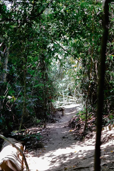 Lingkungan Hutan Nyata Daerah Tropis Hutan Tropis Asia Kalimantan — Stok Foto