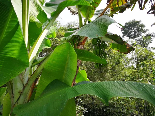 Beautiful Banana Leaves Garden — Stock Photo, Image