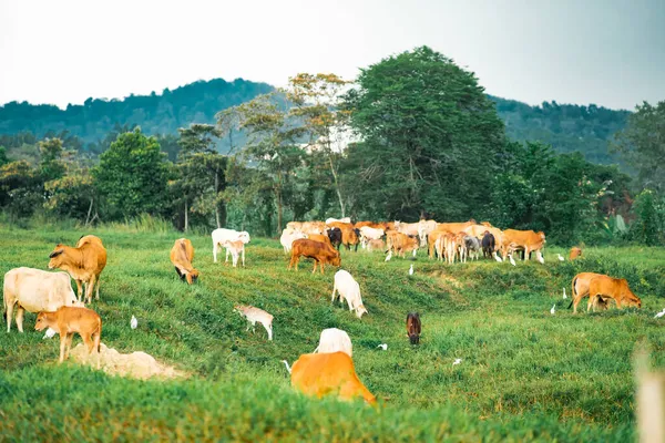 熱帯の国の村の緑の畑で放牧する牛 — ストック写真