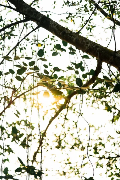 Sombreado Pelas Árvores Banyan Árvores Jardim Beira Lago Raio Sol — Fotografia de Stock