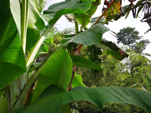 Banana Tree Garden Nature Background — Stock Photo, Image