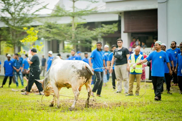 Selangor Malásia Agosto 2019 Festa Sacrifício Também Conhecida Como Hari — Fotografia de Stock