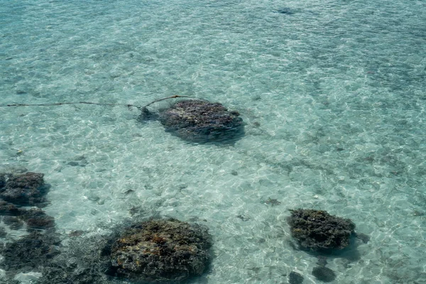 Żywy Koralowiec Podczas Odpływu Sampoerna Sabah Malezja — Zdjęcie stockowe