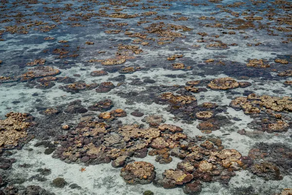 Levande Korall Vid Lågvatten Sampoerna Sabah Malaysia — Stockfoto