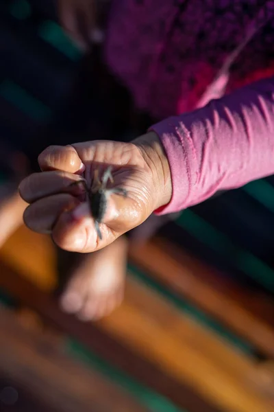 Criança Segurando Caranguejo Bebê Mão — Fotografia de Stock