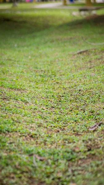 Gros Plan Herbe Verte Dans Parc — Photo