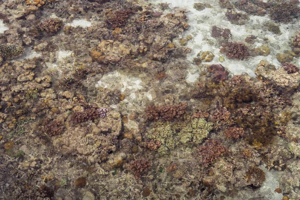 Coral reef around an island in Celebes Sea during low tide, which makes amazing scenery and shows small marine organisms. Remote islands in Bum Bum Island with healthy coral reef.