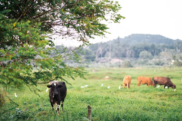 Koeien Grazen Een Groen Veld Een Dorp Een Tropisch Land — Stockfoto