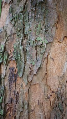 Ağaç gövdesi kabuğu dokusunu kapat