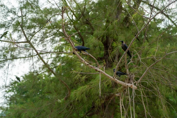 Птахи Місце Подорожей Фоні — стокове фото