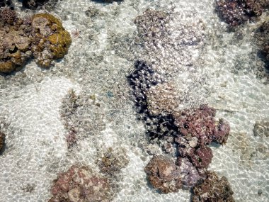 Pulau Bum Bum, Semporna, Sabah, Malezya yakınlarındaki gelgitte mercan resifi.