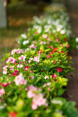 Bahçede açan çeşitli türlerdeki renkli çiçekler..