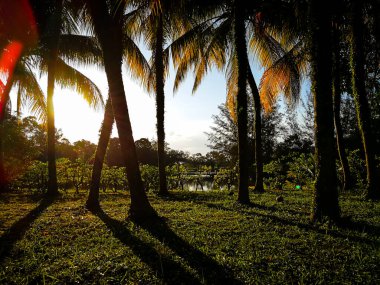 Palmiye ağaçları ve gökyüzü olan tropikal bir manzara. 