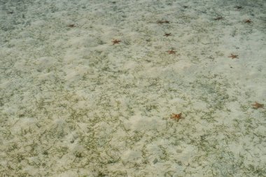 Celebes Denizi 'nin dibinde denizyıldızı var.