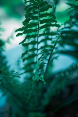 Doğal eğreltiotu bitkisi. Genç yeşil eğrelti otu yapraklarıyla yapılmış güzel bir arka plan. Lahana rengi.