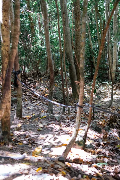 Verdadeiro Ambiente Florestal Nos Trópicos Selva Tropical Asiática Bornéu — Fotografia de Stock