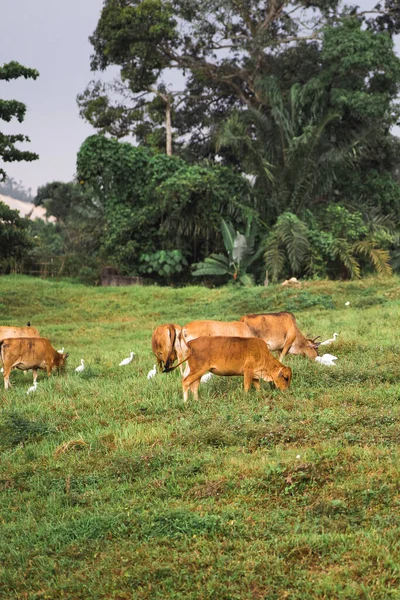 Kor Som Betar Ett Grönt Fält Ett Tropiskt Land — Stockfoto