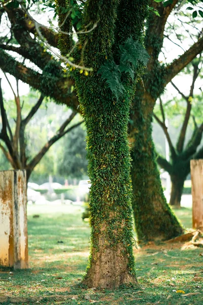 背景和质地 生长在马来西亚树上的植物绿色爬虫 — 图库照片