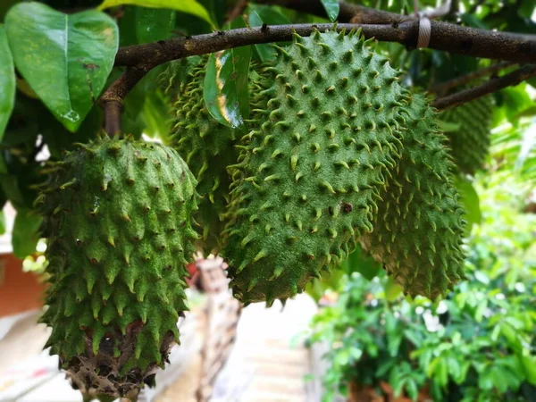 Genç olgunlaşmamış Soursop ağaçta. Sağlıklı ve tıbbi faydaları olduğu biliniyor. Güneydoğu Asya 'da meyve suyu kadar popülerdir..