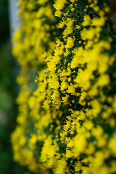 Flores Amarelas Penduradas Jardim Vertical — Fotografia de Stock