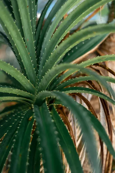 Close Succulent Aloe Vera Look Alike Tree — Stock Photo, Image