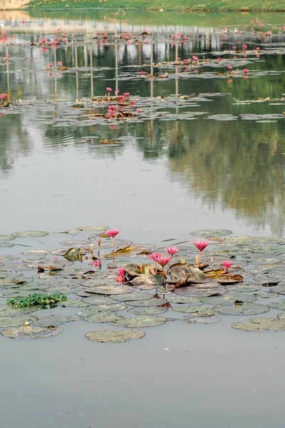 Loto Rosa Flotando Lago — Foto de Stock