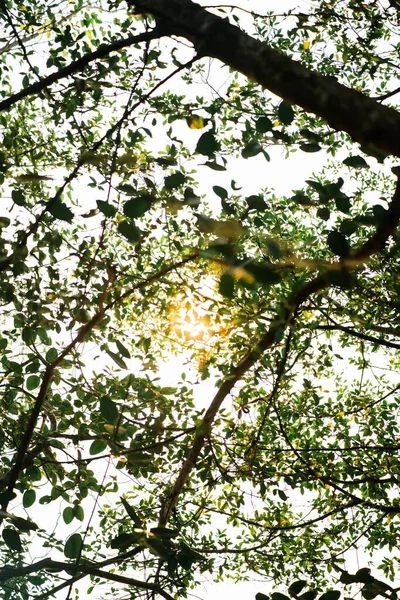 Sombreado Pelas Árvores Banyan Árvores Jardim Beira Lago Raio Sol — Fotografia de Stock