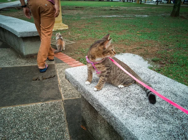 Parkta Pembe Tasmalı Bir Kedi — Stok fotoğraf