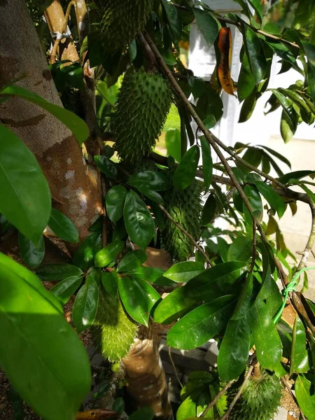 Soursop Guanabana Graviola Exotické Ovoce Visící Stromě Pěstování Sklizeň Vlastních — Stock fotografie