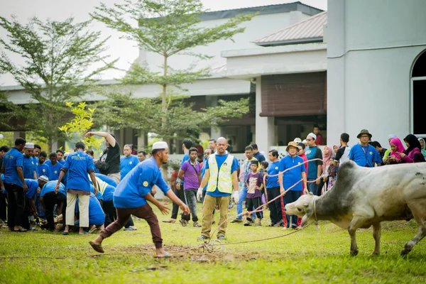 Selangor Malajsie Srpna 2019 Obětní Hostina Známá Také Jako Hari — Stock fotografie