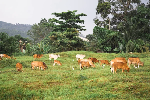 Cows Grazing Green Field Village Tropical Country — Stock Photo, Image