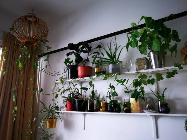 Groene Planten Witte Planken Witte Muur Kamer Plantenkast Indoor Planten — Stockfoto