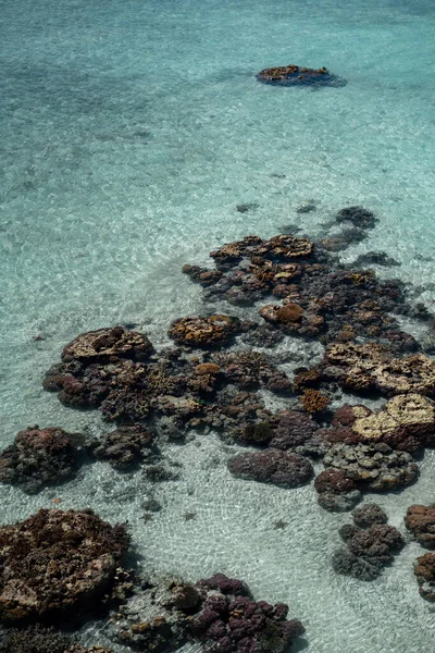 Coral Vivo Maré Baixa Sampoerna Sabah Malásia — Fotografia de Stock