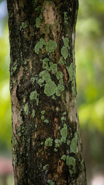 Close Tree Trunk Bark Texture — Stock Photo, Image