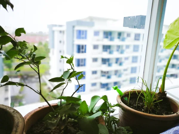 Okra Φυτό Που Αναπτύσσεται Στον Κήπο Στο Σπίτι Στην Ασία — Φωτογραφία Αρχείου