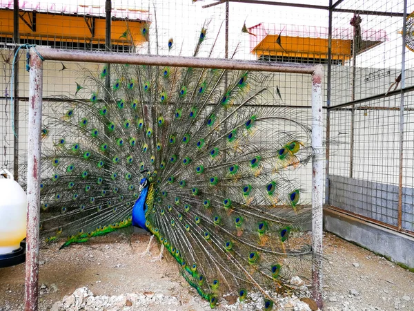 Indiano Maschio Pavone Una Gabbia — Foto Stock