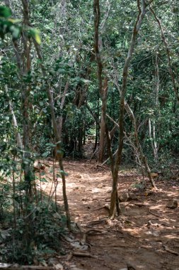 Tropik bölgelerdeki gerçek orman ortamı. Borneo 'daki Asya tropikal ormanı.