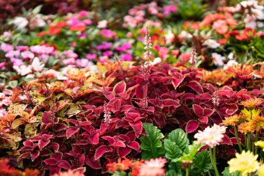 Bahçede açan çeşitli türlerdeki renkli çiçekler..