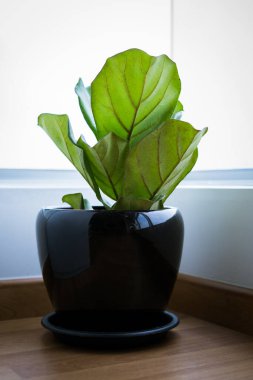 A Fiddle Leaf Fig or Ficus lyrata pot plant with large, green, shiny leaves planted in a black pot sitting on a light timber floor isolated on a bright, white background. clipart