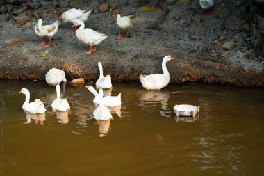 Gölde beyaz ördekler.