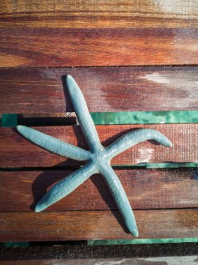 Turkuaz renkte çeşitli yıldız balıkları ve ahşap kırsal arka planda mavi renkler