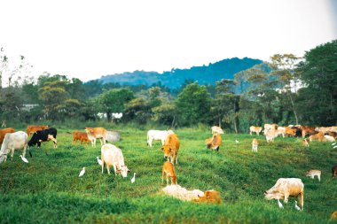 Tropikal bir ülkedeki yeşil bir köyde inekler otluyor..