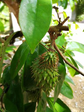 Soursop / guanabana / Graviola egzotik meyveleri bir ağaçtan sarkan - kendi yiyeceğinizi yetiştirmek ve hasat etmek, kendi kendine yetebilirlik, kırsal yaşam