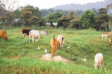 Tropikal bir ülkedeki yeşil bir köyde inekler otluyor..