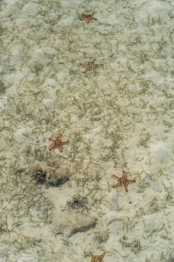 Celebes Denizi 'nin dibinde denizyıldızı var.