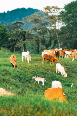 Tropikal bir ülkedeki yeşil bir köyde inekler otluyor..