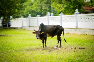 Selangor, Malezya 11 Ağustos 2019 - 