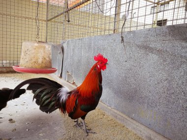 Güzel horoz tavuk ahırında duruyor..