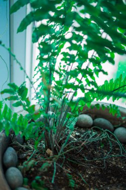 Doğal eğreltiotu bitkisi. Genç yeşil eğrelti otu yapraklarıyla yapılmış güzel bir arka plan. Lahana rengi.